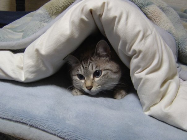 ER LAVORO ME PIACE... ME AFFASCINA... POTREI STAMMENE QUI PE' ORE A GUARDALLO !! - 14/03/2012