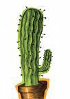 E MO CONDIVIDI PURE STO CACTUS !! - 25/03/2012