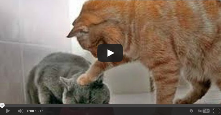 IL VIDEO DEGLI ANIMALI CHE VI STRAPPERA' PER FORZA UNA RISATA - 05/12/2013