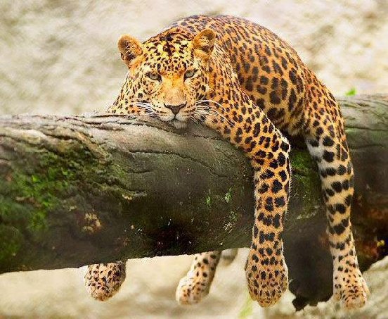 SI VEDI QUALCUNO CHE RIPOSA... AIUTALO !! - 13/03/2012