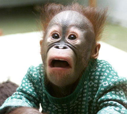 SI TU NUN PARLASSI SARESTI UN NORMALE CRETINO... INVECE VOI STRAFA' !! - 14/03/2012