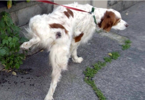 IL CANE FA PIPI' IN STRADA? SCATTA LA MULTA DA 160 EURO, ORA C'E' ANCHE IL PENALE: ECCO COSA DICE LA LEGGE - 26/04/2017