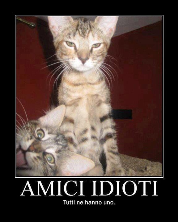 Immagine Divertente - 15/05/2013