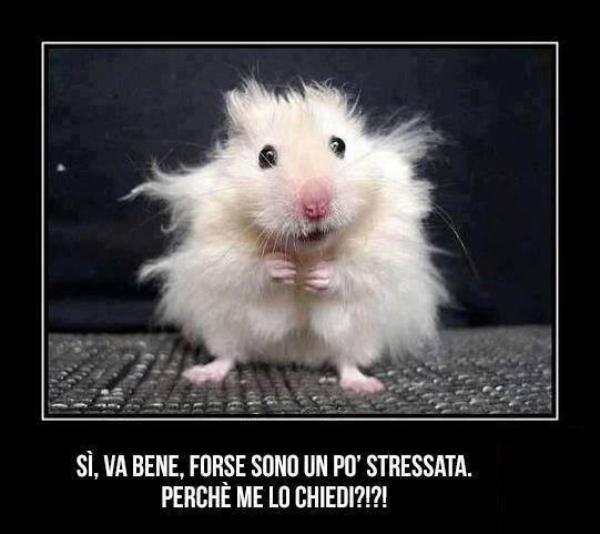 Immagine Divertente - 02/07/2013