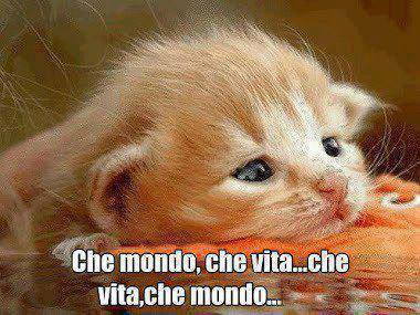 Immagine Divertente - 06/07/2013