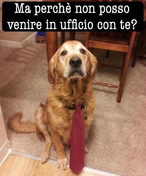 Immagine Divertente - 12/02/2013