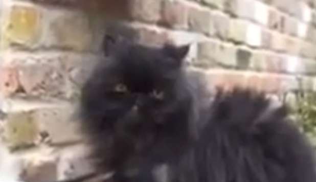 IL GATTO CHE SOPRAVVIVE SU DUE ZAMPE, ENTRAMBE DALLO STESSO LATO - 09/02/2013