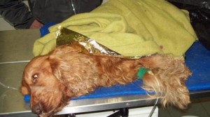 LA STORIA DI MIGNON, IL CAGNOLINO GETTATO NEL CASSONETTO ANCORA VIVO! - 13/02/2013