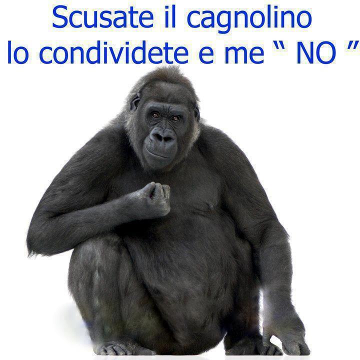 Immagine Divertente - 18/02/2013