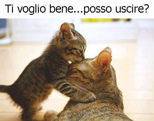 Immagine Divertente - 19/05/2013