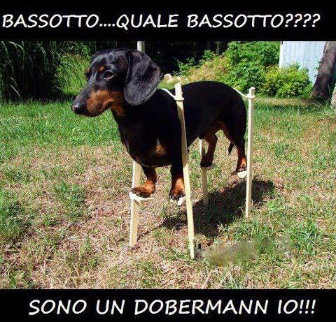 Immagine Divertente - 05/06/2013