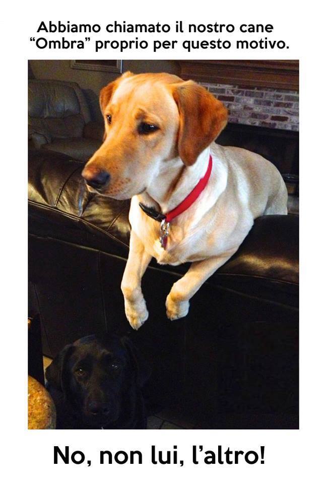 Immagine Divertente - 05/06/2013