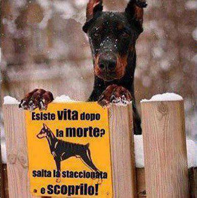 Immagine Divertente - 12/05/2013