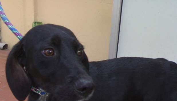 IMPICCA IL CAGNOLINO E LO PRENDE A SASSATE: 'MI DISTURBA, ABBAIA TROPPO' - 19/11/2012