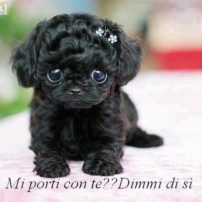 COME FAI A DIJE DE NO ?! - 12/11/2012
