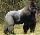 DOVE FA' I BISOGNI UN GORILLA DE 600 KG ?? - 24/03/2012