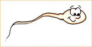 DUE SPERMATOZOI CORRONO VERSO L'UTERO: - 28/03/2012