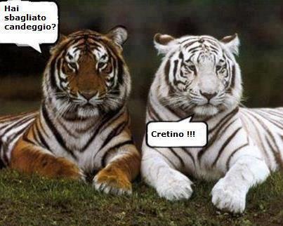 TRA 'NA COPPIA DE TIGRI !! - 09/09/2012