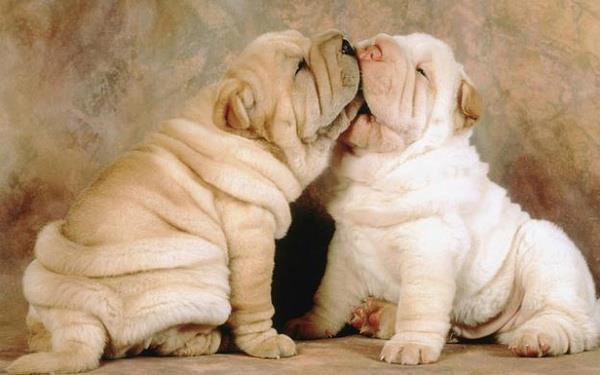 VOJA DE COCCOLE !! - 20/10/2012