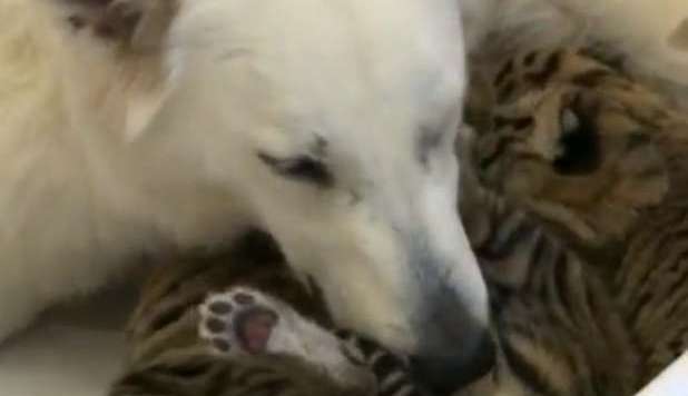 TALLY, IL CANE CHE HA ADOTTATO TRE CUCCIOLI DI TIGRE - VIDEO - 24/11/2012