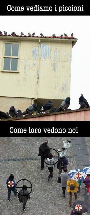 COME CE VEDONO I PICCIONI !! - 24/11/2012