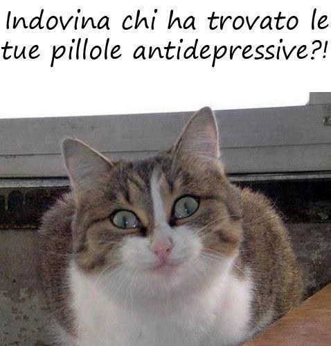 Immagine Divertente - 11/01/2013