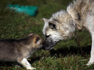 La legge che consente ai cani e gatti di far visita ai loro padroni in ospedale - 28/03/2013
