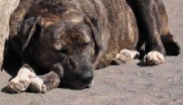 UCCIDE UN CANE A CALCI. 56ENNE CONDATTATO A 6 MESI - 29/03/2013