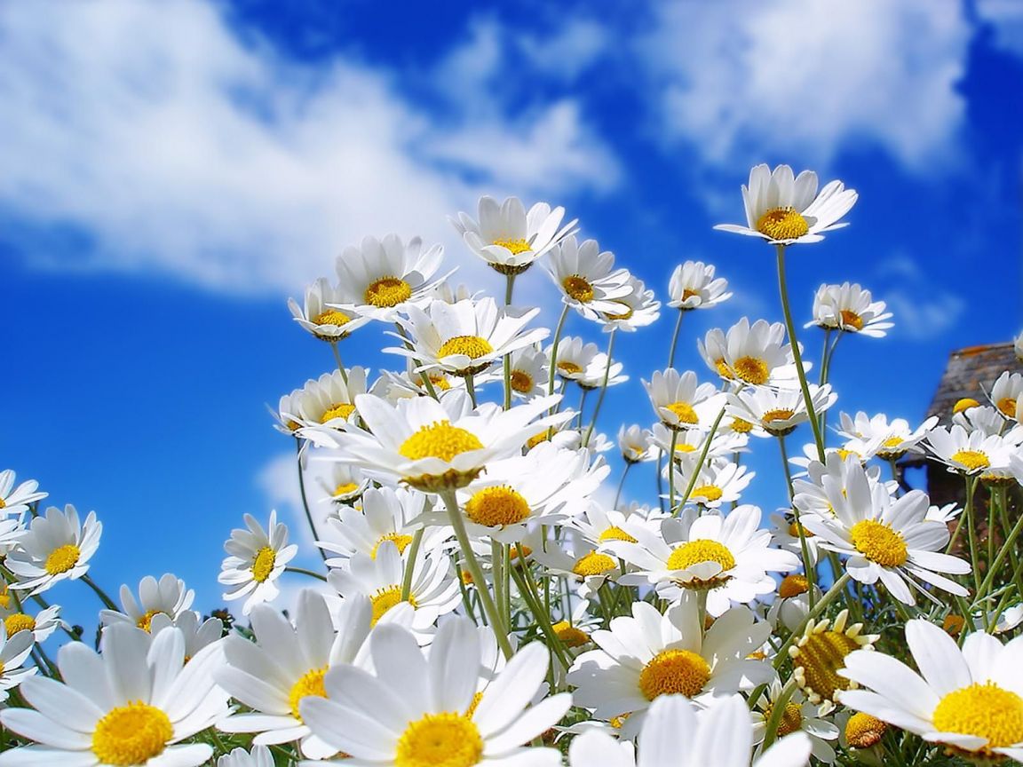 ARRIVA LA PRIMAVERA: NEL WEEKEND PUNTE DI 20-25 GRADI E SOLE INTENSO - PREVISIONI - 10/04/2013