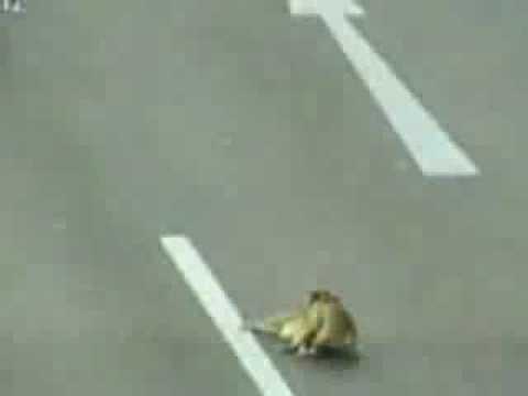 BELISSIMO GESTO TRA DUE CAGNOLINI. VIDEO EMOZIONANTE - 30/06/2013