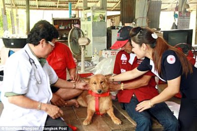 PUI, IL CANE EROE: TROVA UNA NEONATA IN UN CASSONETTO, LA SALVA E LA PORTA AI PADRONI - 12/07/2013