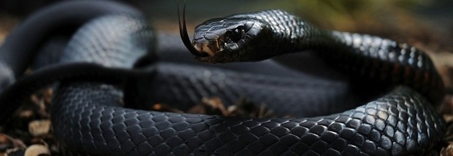 UN SERPENTE SPUNTA DAL WATER E GLI MORDE I GENITALI, 34ENNE FINISCE IN OSPEDALE - 12/12/2013