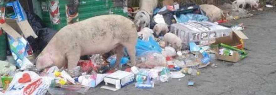 ROMA, L'AMA NON PASSA: E' CAOS RIFIUTI E IN ALCUNI QUARTIERI SPUNTANO ANCHE I MAIALI - 27/12/2013