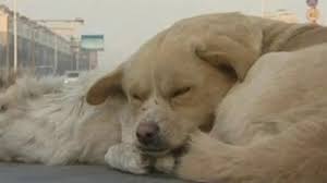 CANE VEGLIA L'AMICO MORTO IN STRADA A - 13° - 30/12/2013
