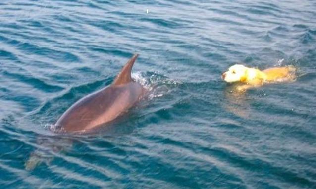 AMORE FRA ANIMALI: UN LABRADOR NUOTA INSIEME AL DELFINO. IL VIDEO FA IL GIRO DEL WEB - 11/01/2014