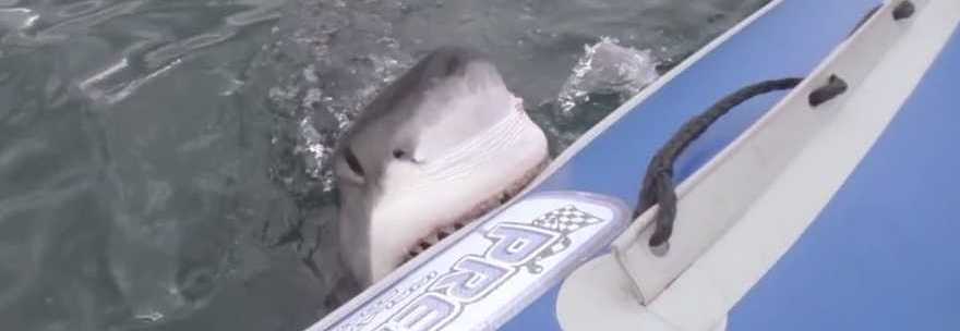 SQUALO BIANCO ATTACCA IL GOMMONE DI UNA TROUPE, LA BARCA INIZIA AD AFFONDARE: IL VIDEO È VIRALE - 20/06/2014