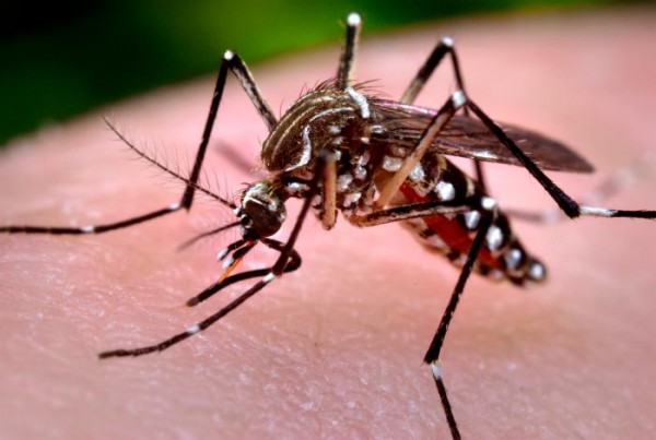 NUOVO CASO DI VIRUS ''DENGUE'' IN ITALIA: SI TRASMETTE CON UNA PUNTURA DI ZANZARA. ECCO I SINTOMI - 06/07/2015