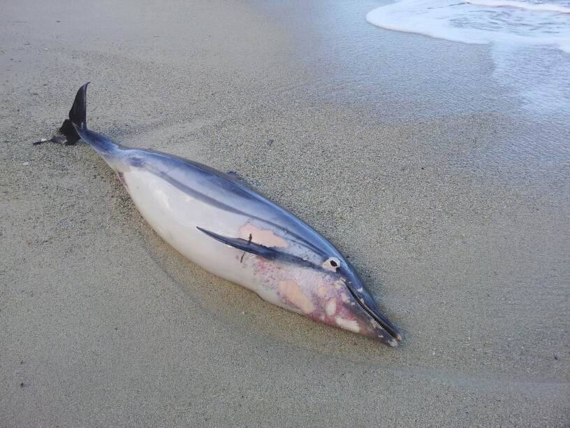 OSTIA: RITROVATO DELFINO MORTO SULLA SPIAGGIA - 13/02/2014