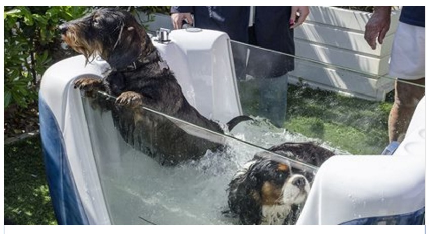 ''PETSPA'' ARRIVA IN ITALIA L'IDROMASSAGGIO PER CANI IN SPIAGGIA - 05/05/2016