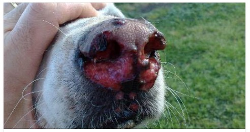 E' ALLARME - FATE MASSIMA ATTENZIONE PUO' ESSERE MORTALE PER IL VOSTRO CANE - 15/03/2017