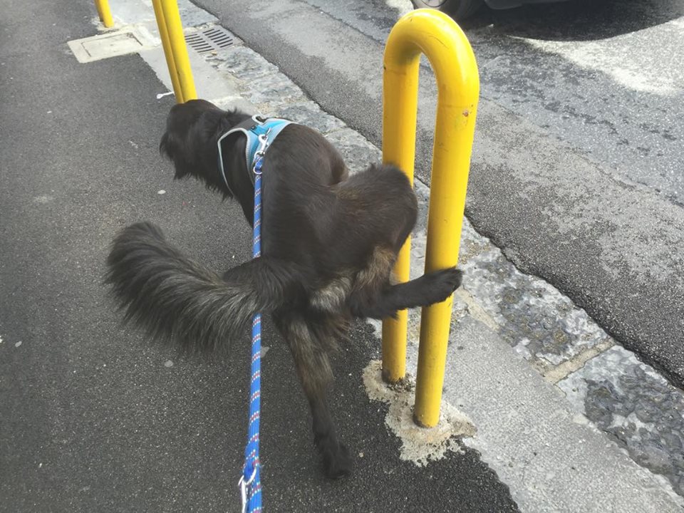 IL CANE FA PIPI' IN STRADA? SCATTA LA MULTA DA 160 EURO, ORA C'E' ANCHE IL PENALE: E' REATO - 12/06/2017