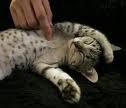 HO VOJA DE' UN OVERDOSE DE' COCCOLE !! - 10/03/2012
