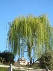 MA DIMME PERCHE' SEI SALITO SULL'ALBERO ?? ... M'HANNO DETTO SALICE !! - 04/03/2012