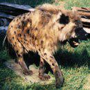 MEJO L'IRA DEL LEONE... CHE L'AMICIZIA DA' IENA !! - 07/03/2012