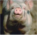 ER MAIALE E IL MULO SONO NELLA STALLA: - 16/03/2012