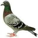 E' LUI... L'ANTENATO DEGLI SMS !! - 17/03/2012