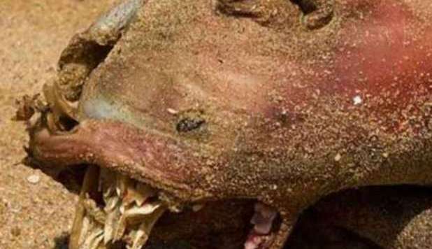 ANIMALE MOSTRUOSO A BROOKLYN, LE FOTO FANNO IL GIRO DEL WEB - GUARDA - 26/07/2012