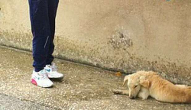BIMBA VEGLIA CANE PER 2 ORE SOTTO LA PIOGGIA. I SOCCORSI TARDANO, LUI MUORE - FOTO - 16/09/2012