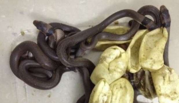 BIMBO METTE NELL'ARMADIO LE UOVA DI UN SERPENTE MORTALE - FOTO - 22/12/2012