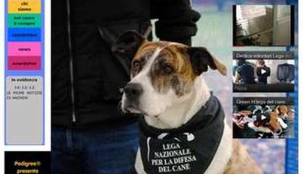 DONNA MUORE E LASCIA TUTTA LA SUA EREDITÁ AI CANI, BEFFATA L'UNICA PARENTE - 04/01/2013